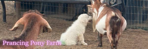 qobS88bMddhUX6WjbaydX6 Maremma Sheepdog Puppies: Moving Fast as Fall Approaches