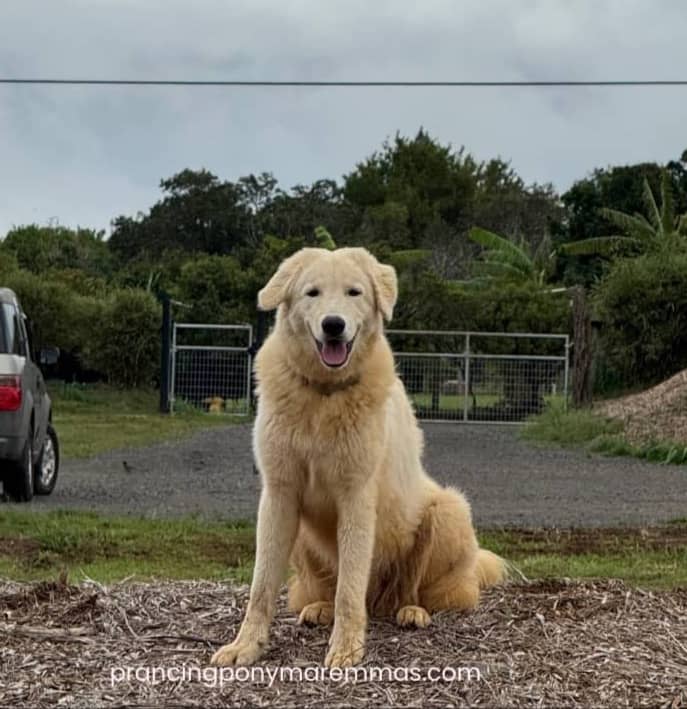How Caia Traveled 2,500 Miles to Her Forever Home in Maui 🌺