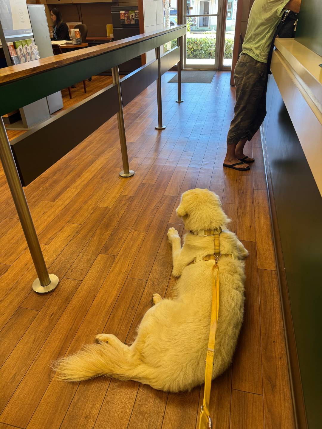 email A Maremma walks into a bank…