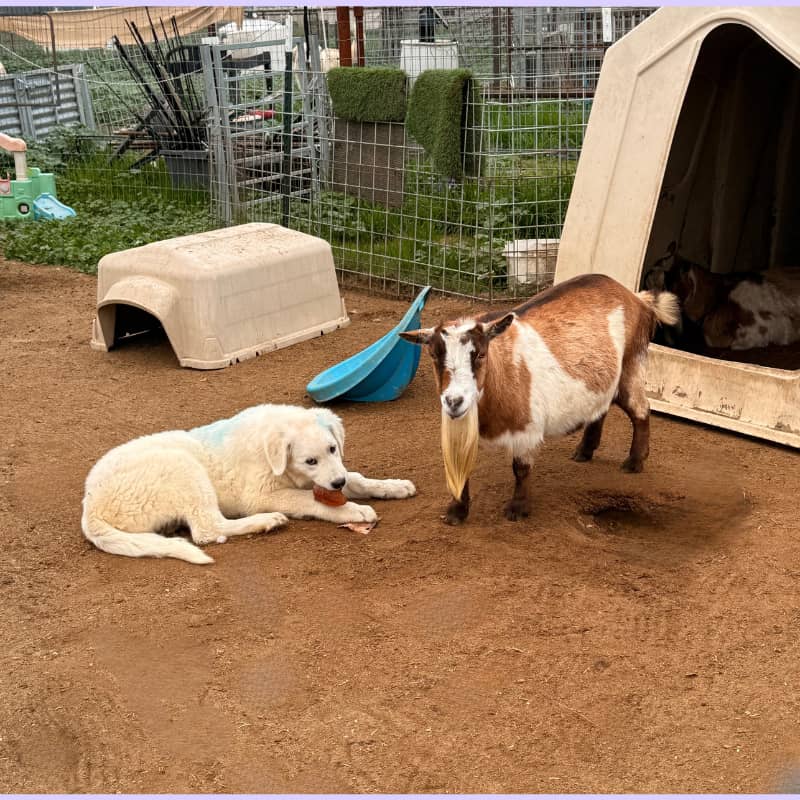 🐑🐐 You're thinking about spring all wrong (and it could cost you)