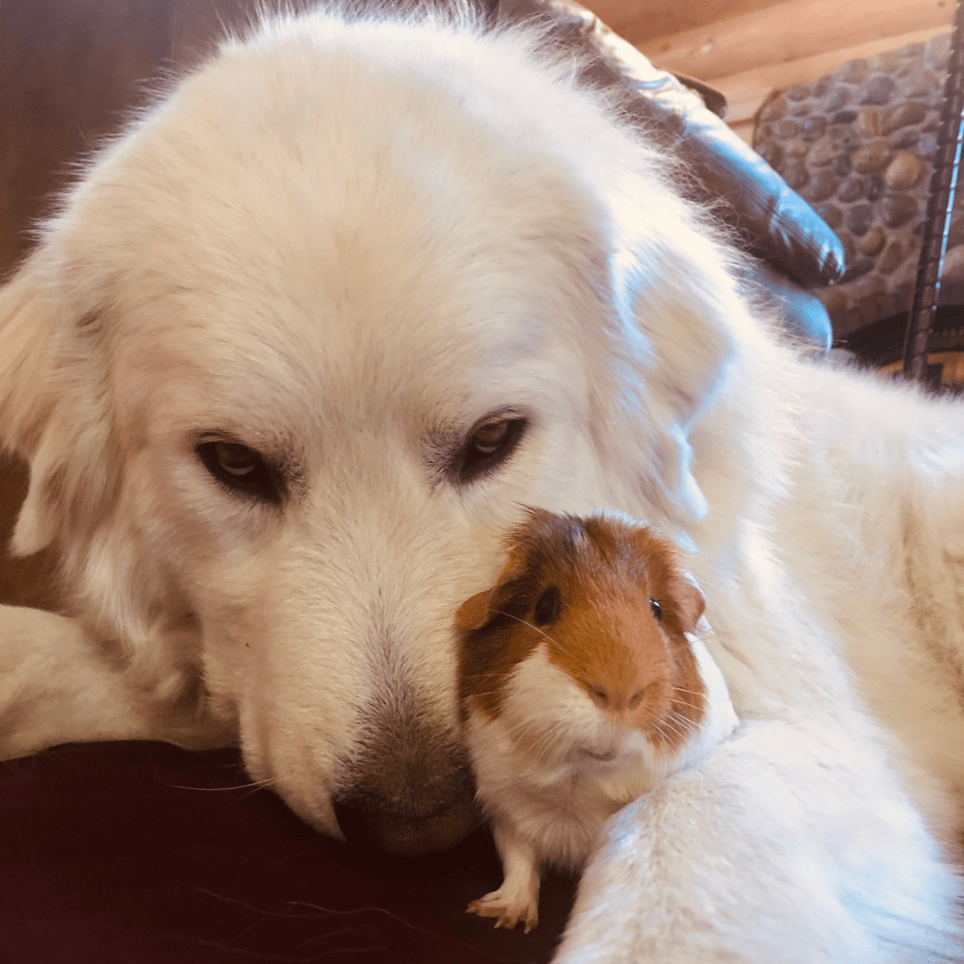 email Can a Maremma be a city dog? Ask Jimmy.