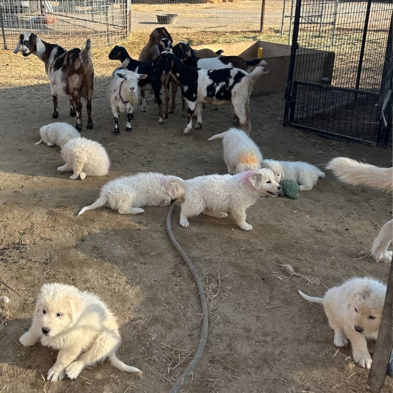 email 🐑🐐 You're thinking about spring all wrong (and it could cost you)