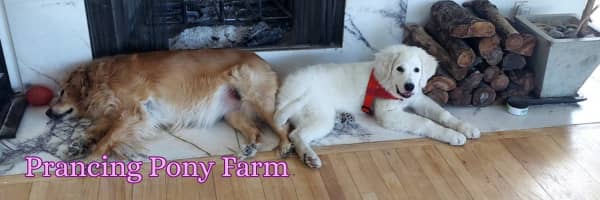 The Maremma Sheepdog Resource the Internet Was Missing