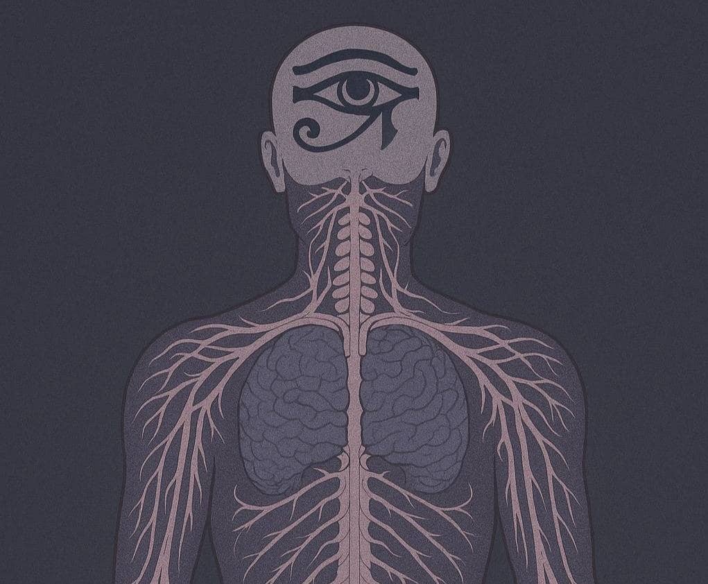 Nervous System Regulation