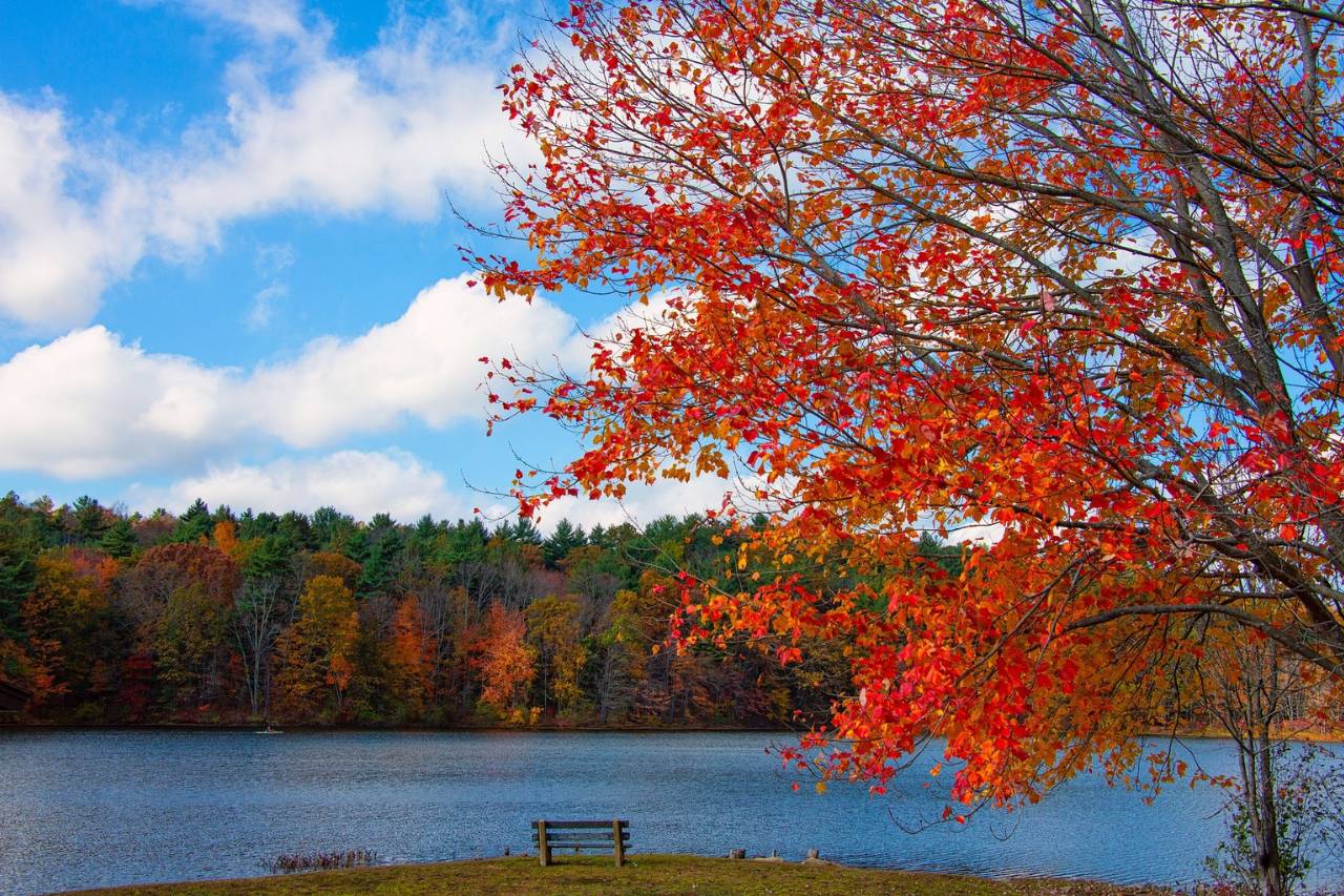 Colorful fall trees next to a lake