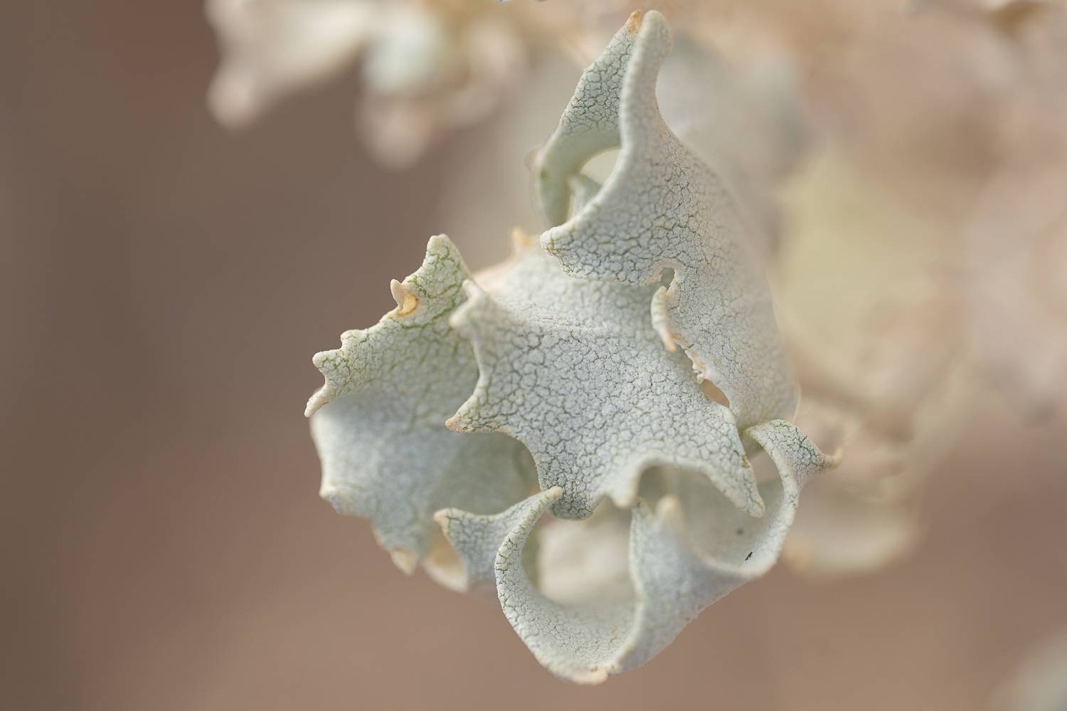 A close up photo of desert holly leaves with deposits of salt.