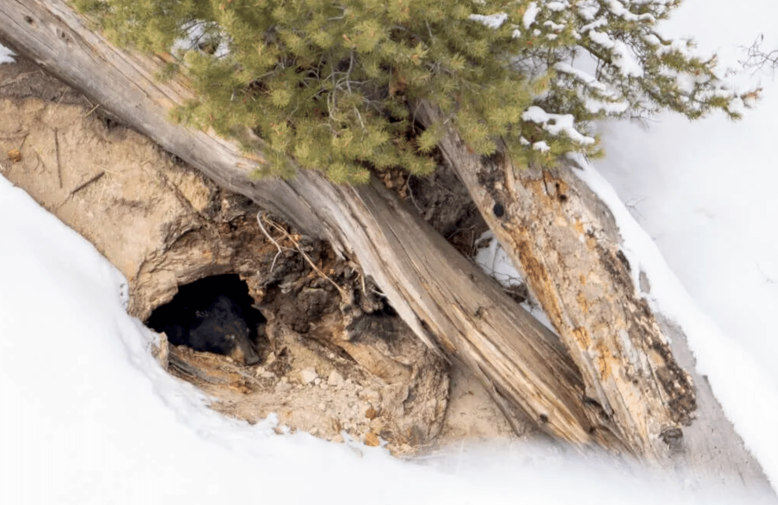 A bear sleeps in a den at the base of a tree.