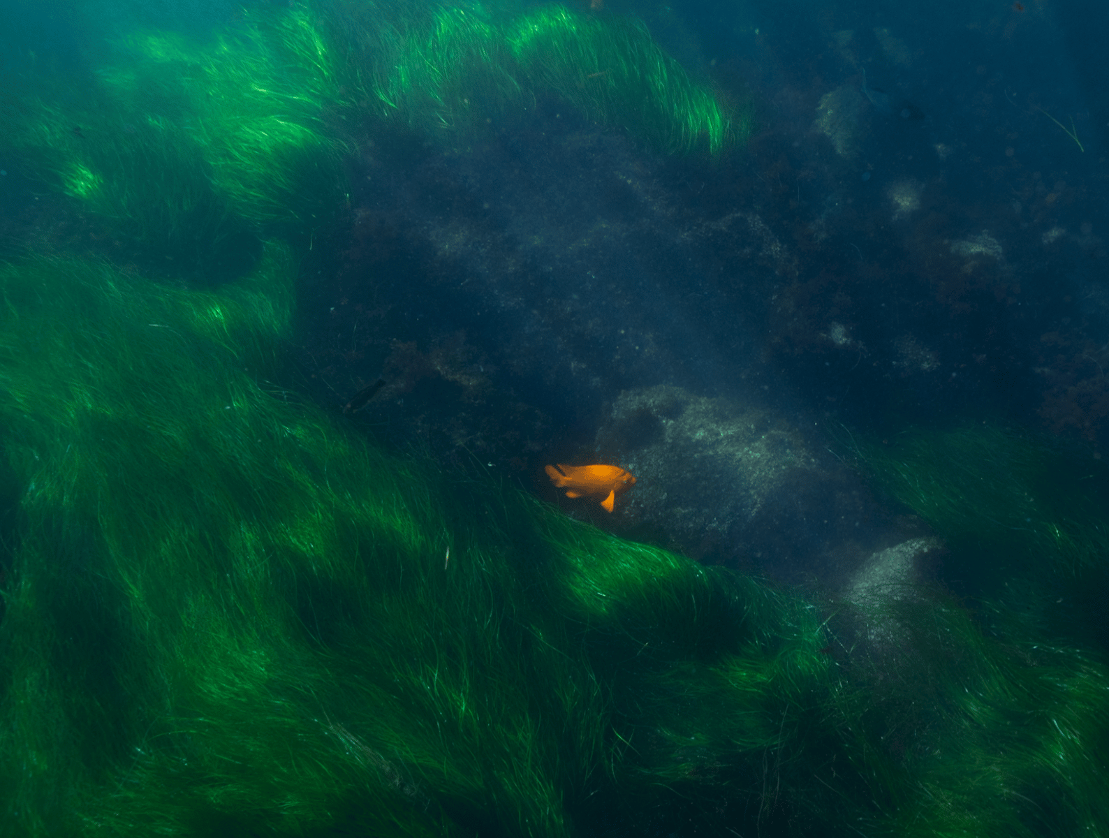 An orange fish swims among green surfgrass under the ocean.