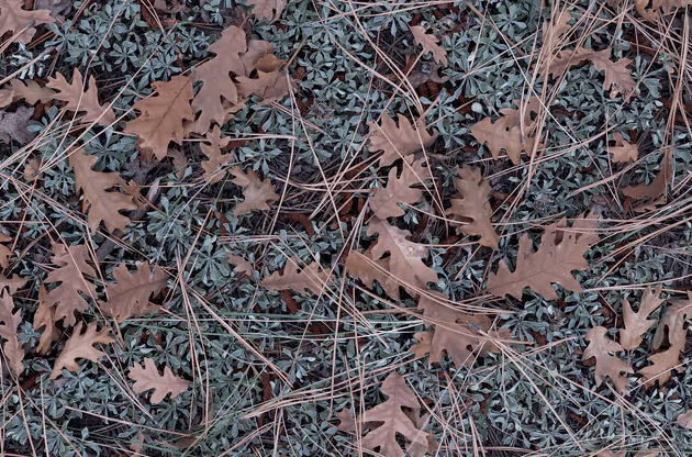 autumn leaves on the ground