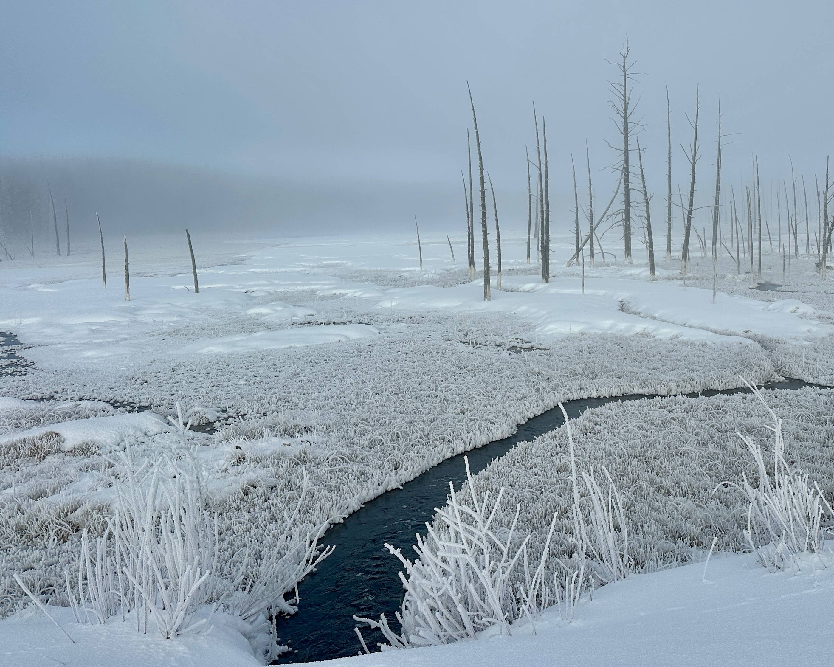 A landscape photo of trees covered with hoar frost in Yellowstone national park. 