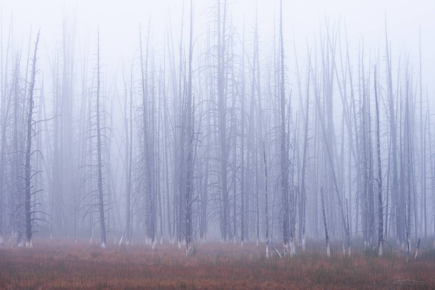 Bobby Socks Trees in Yellowstone