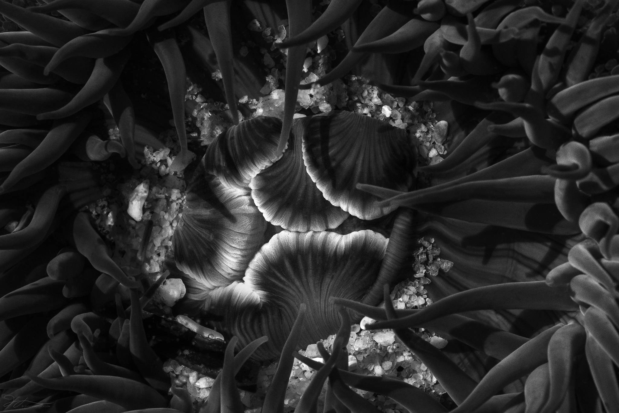 Anemone in black and white