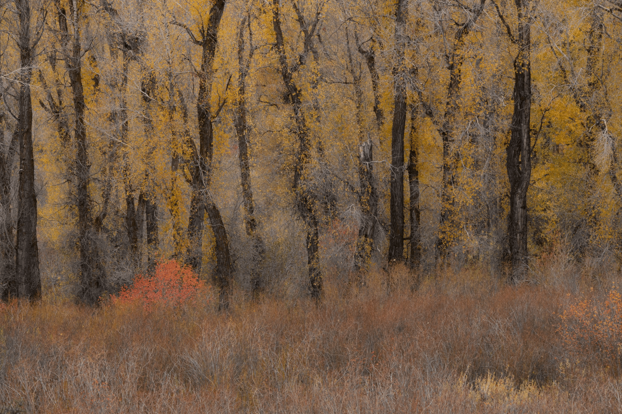 raw image of cottonwood trees with fall foliage