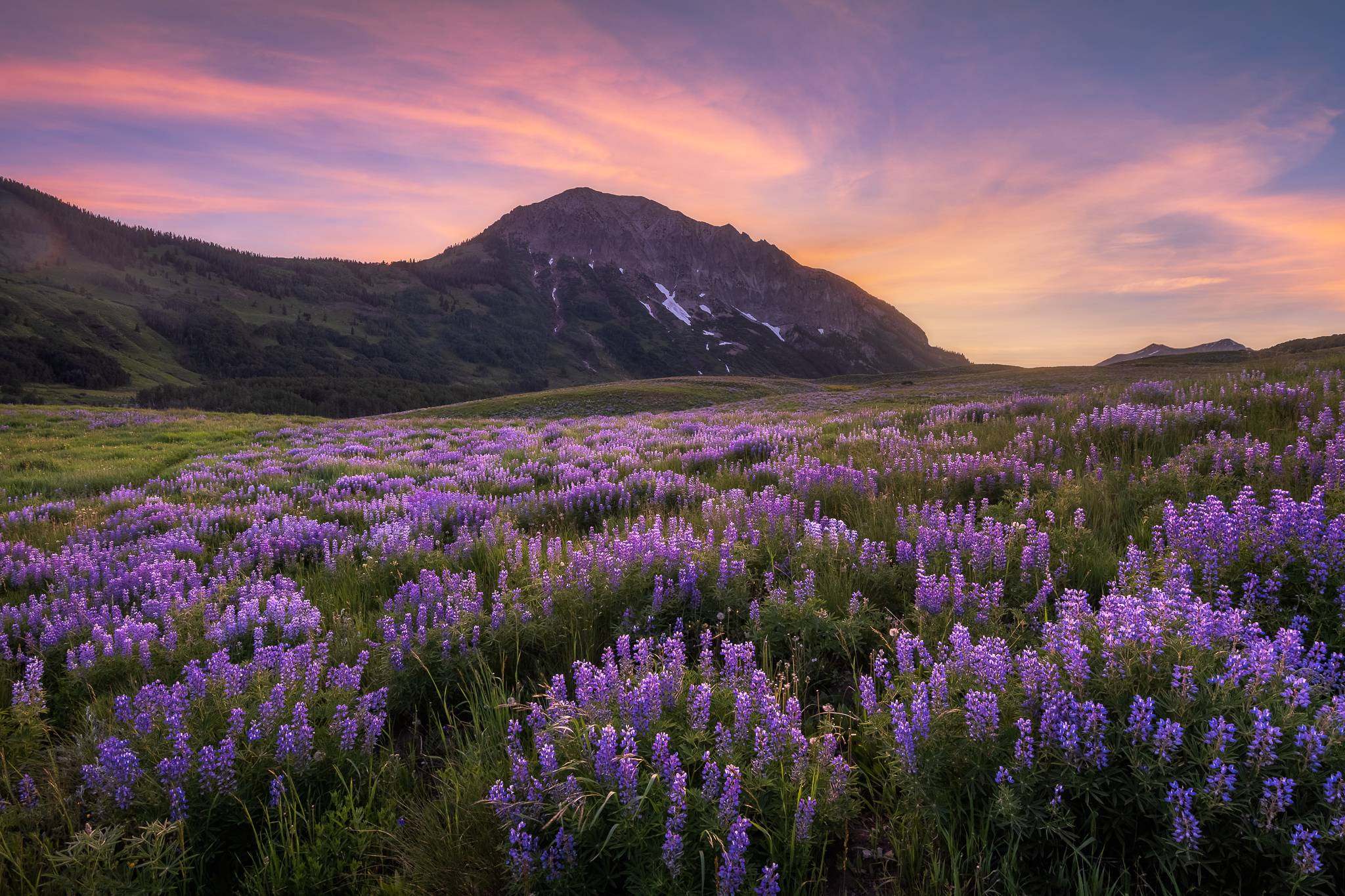 A field of lupin flowers set against a mountain at sunset.