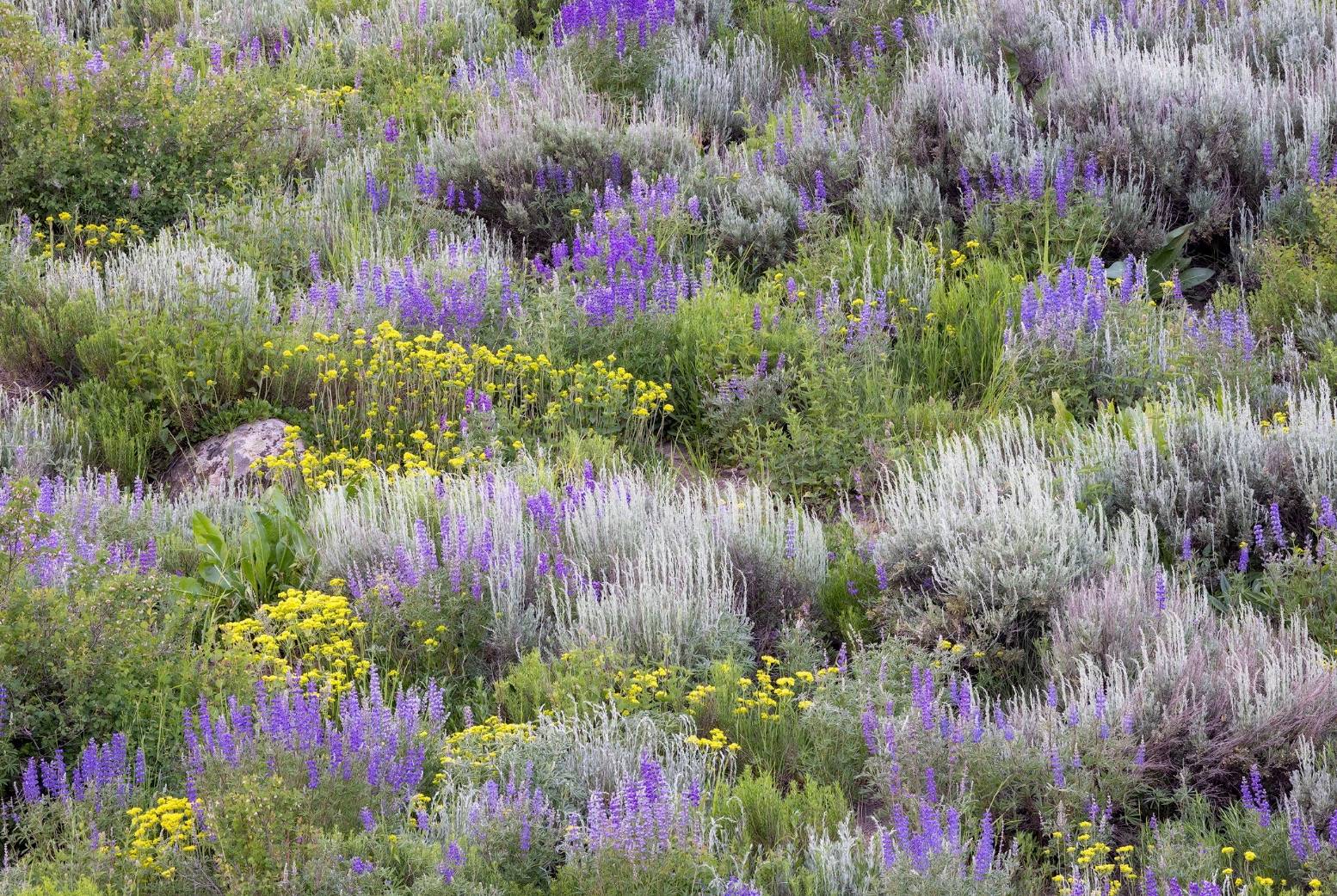 meadow of flowers and sage bushes