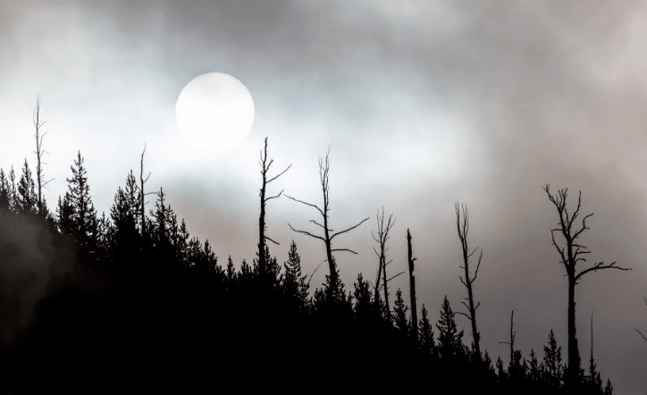 trees and full moon with fog at night