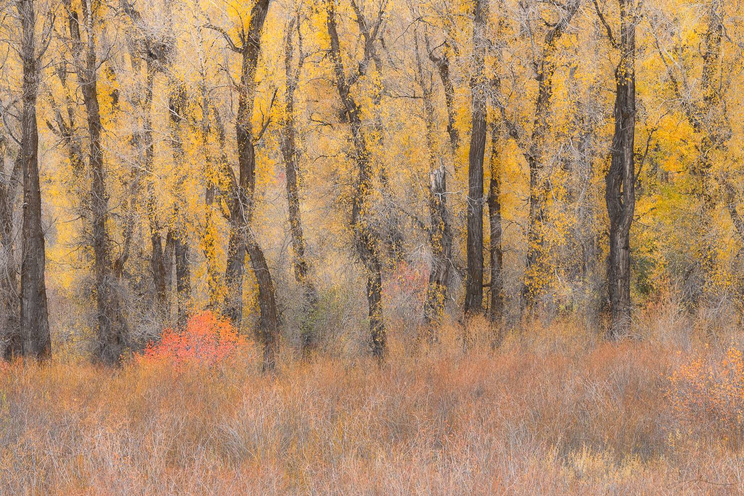 processed final image of cottonwood trees with fall foliage