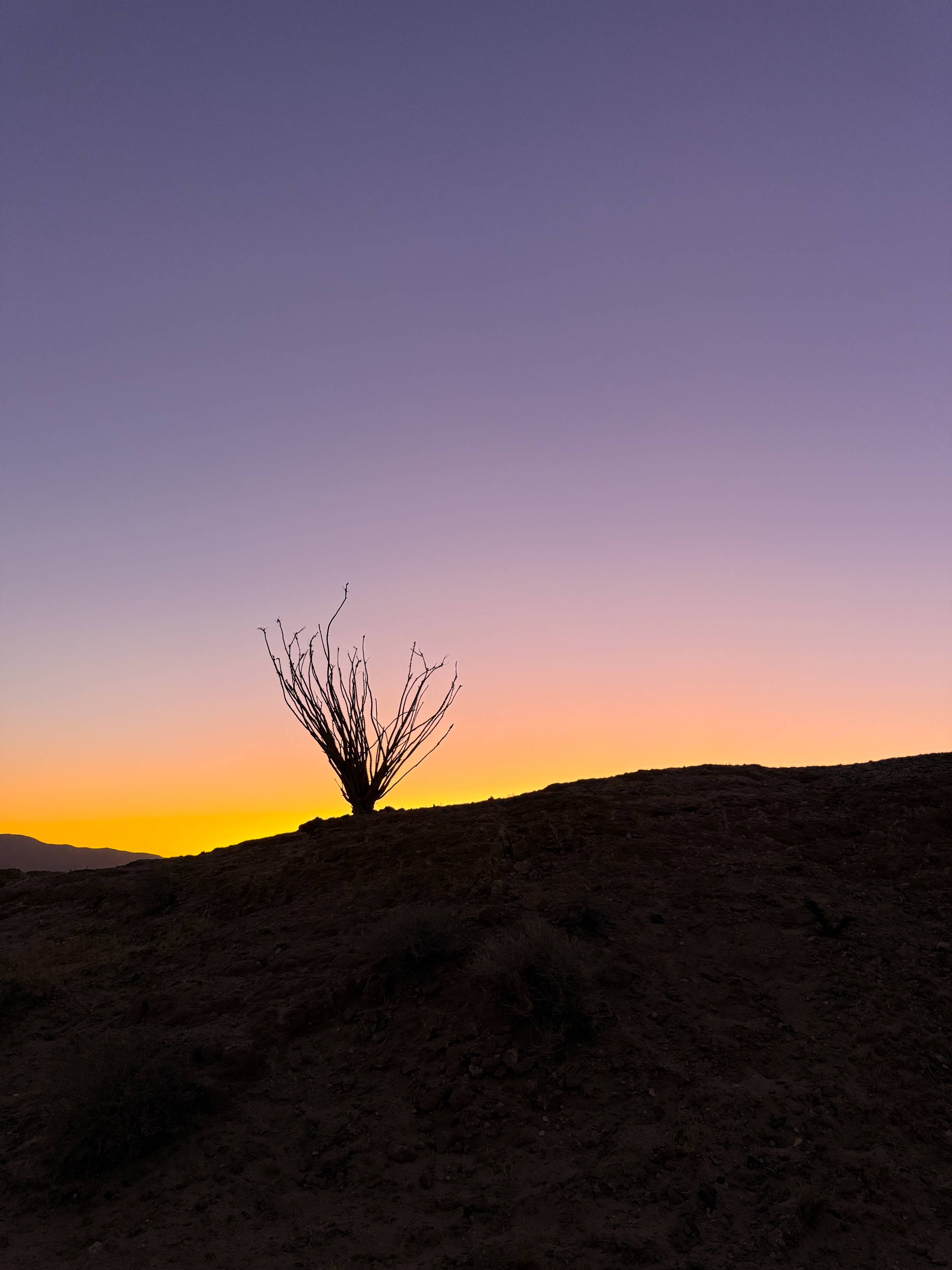 Ocotillo silhouetted against a colorful desert sunset sky