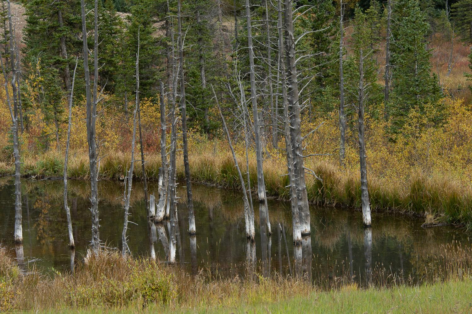 Bobby socks trees in Colorado