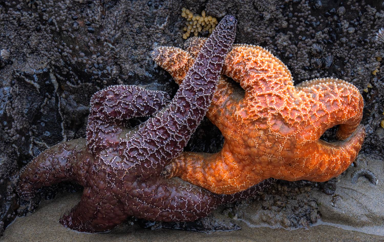 orange and purple starfish