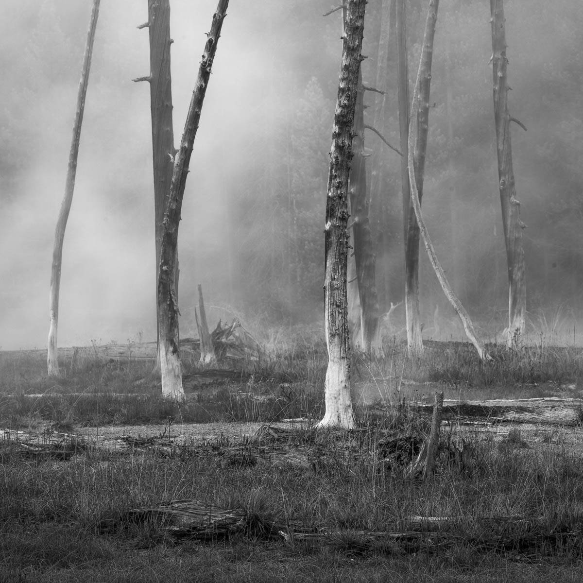 Black and White Bobby Socks Trees in Yellowstonee