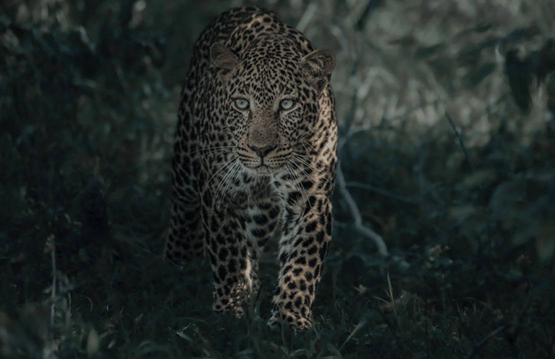 A jaguar walks through a meadow. 