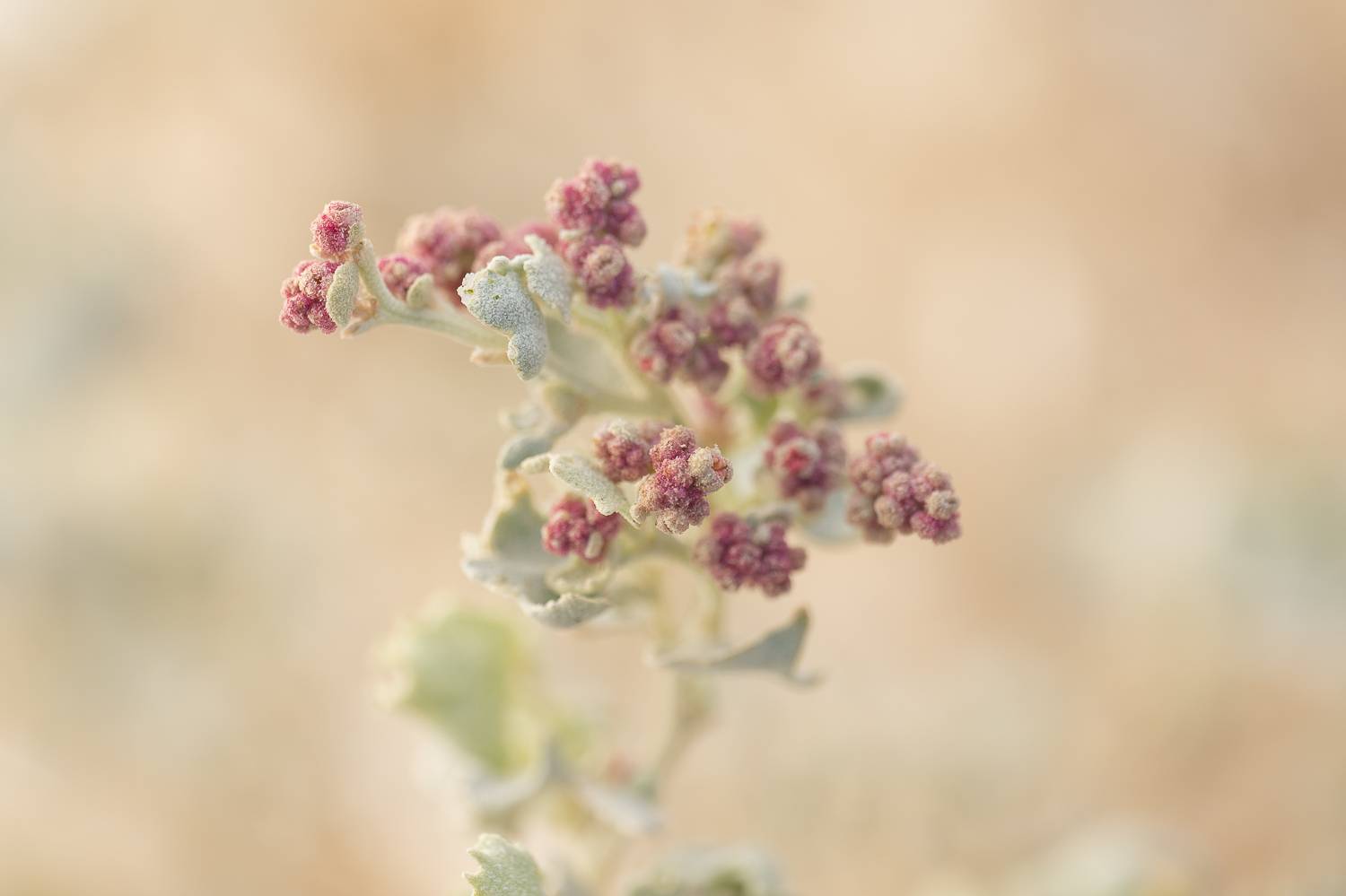 A close up of red desert holly flowers. 