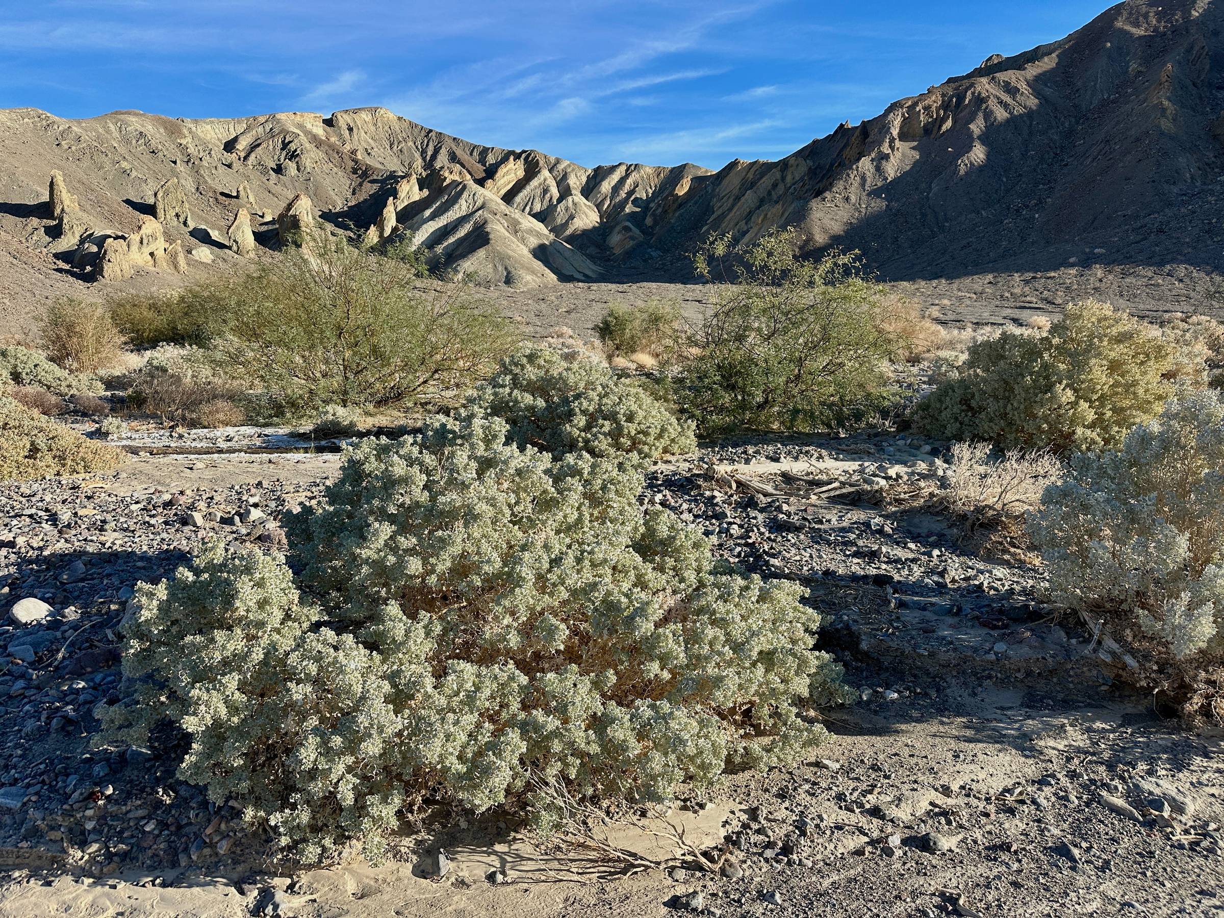 A desert scene with badlands and a desert holly bush in the foreground.