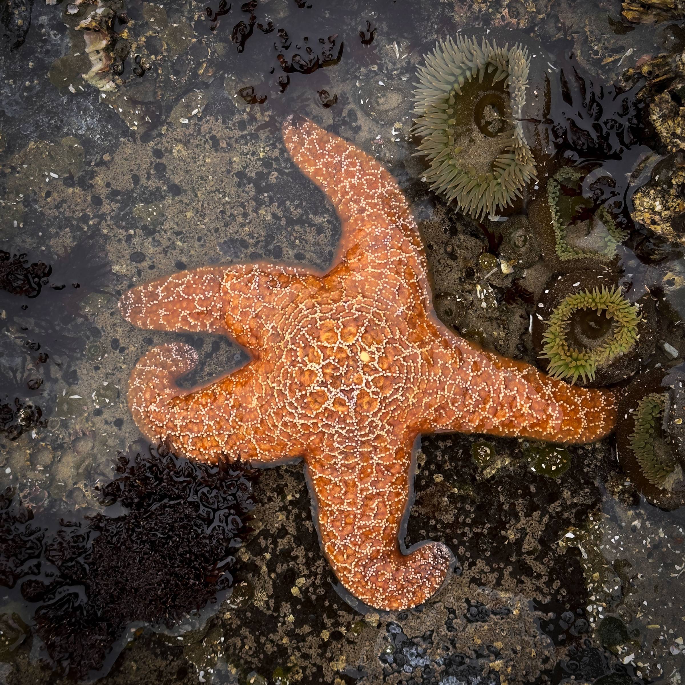 orange starfish on a rock