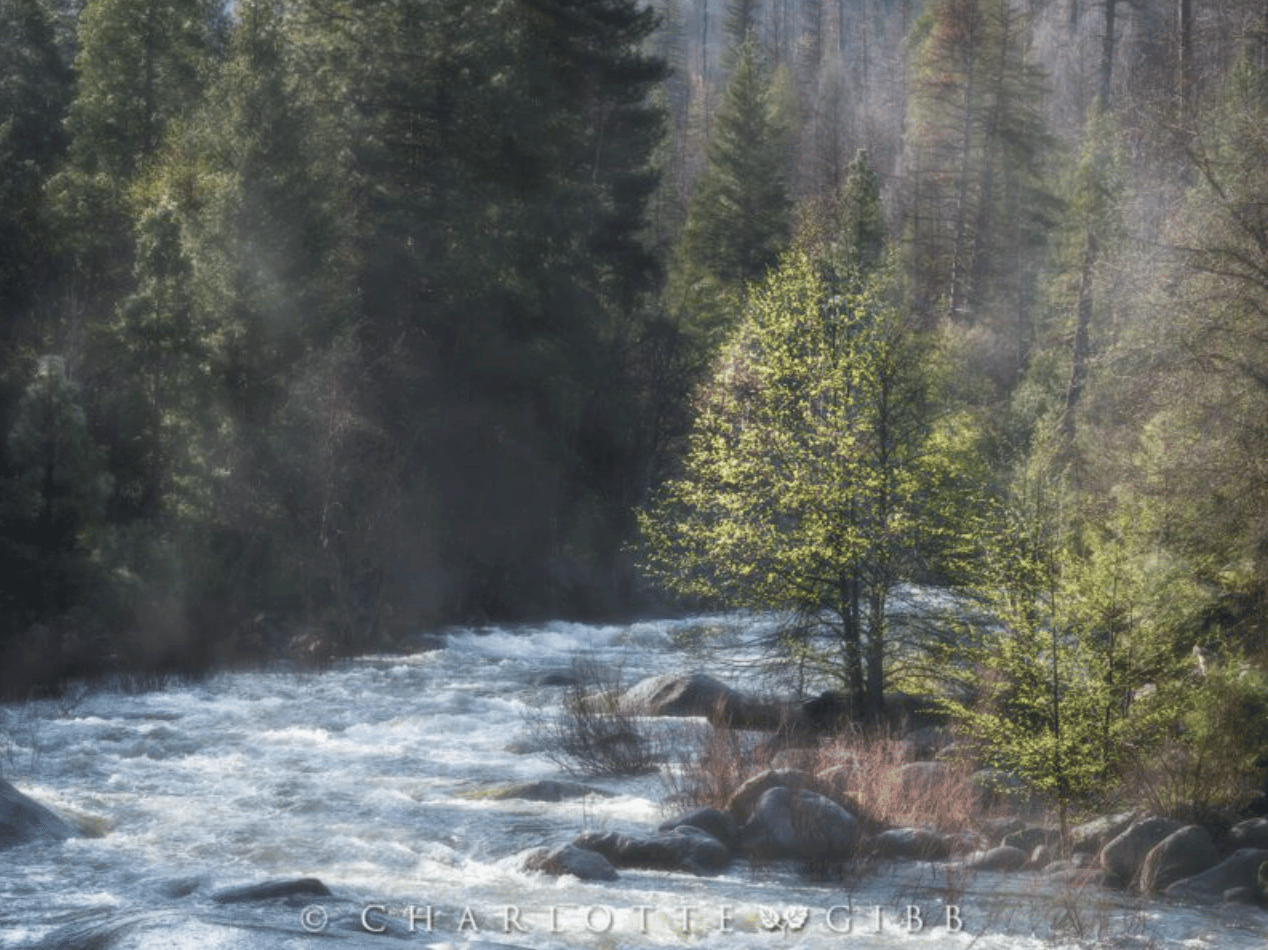 A photo of a tree in Yosemite National Park along the Merced River. 