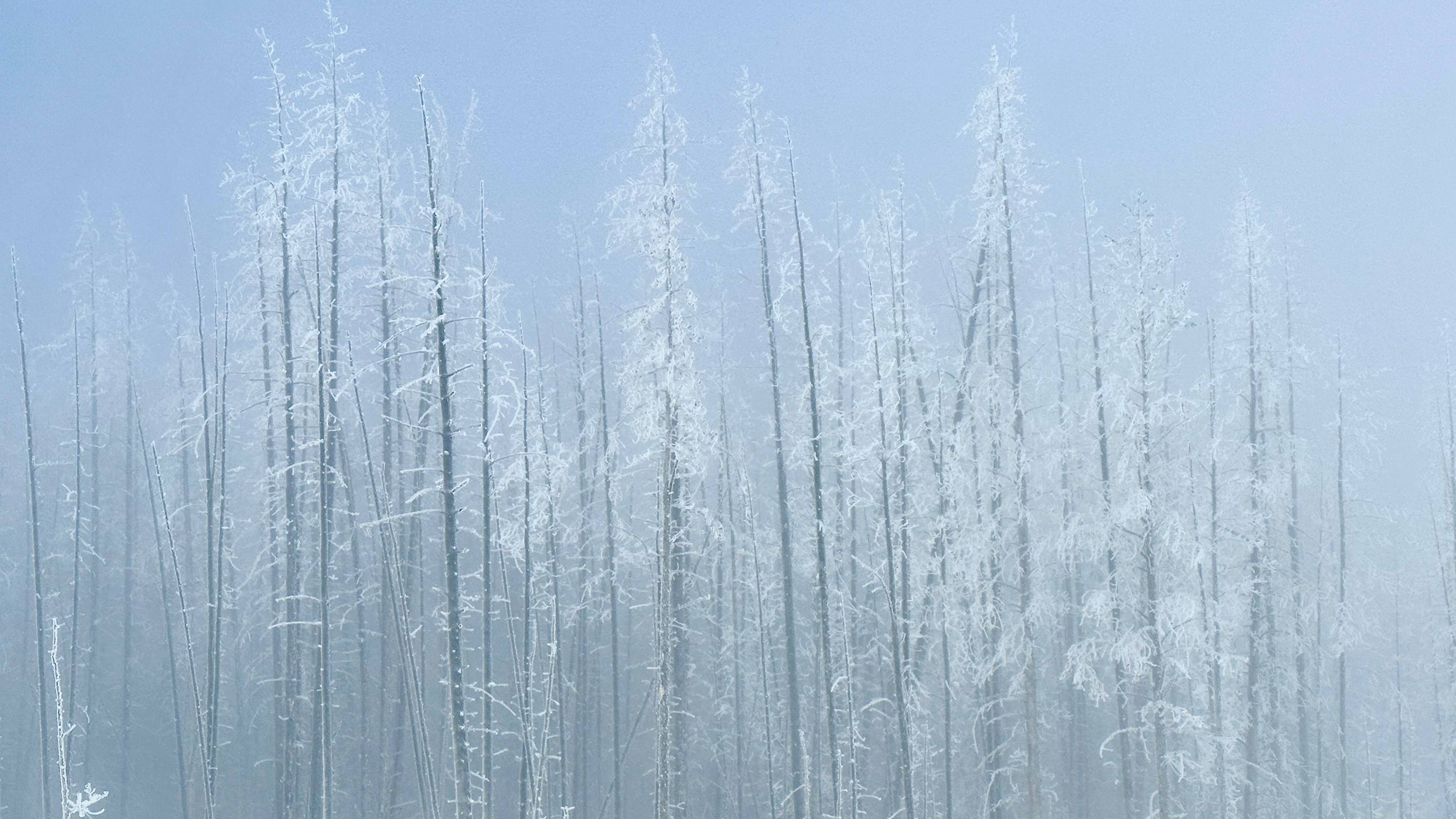 Trees covered with hoar frost in Yellowstone National Park.