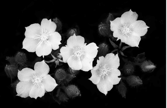 Black and white photo of flowers. 