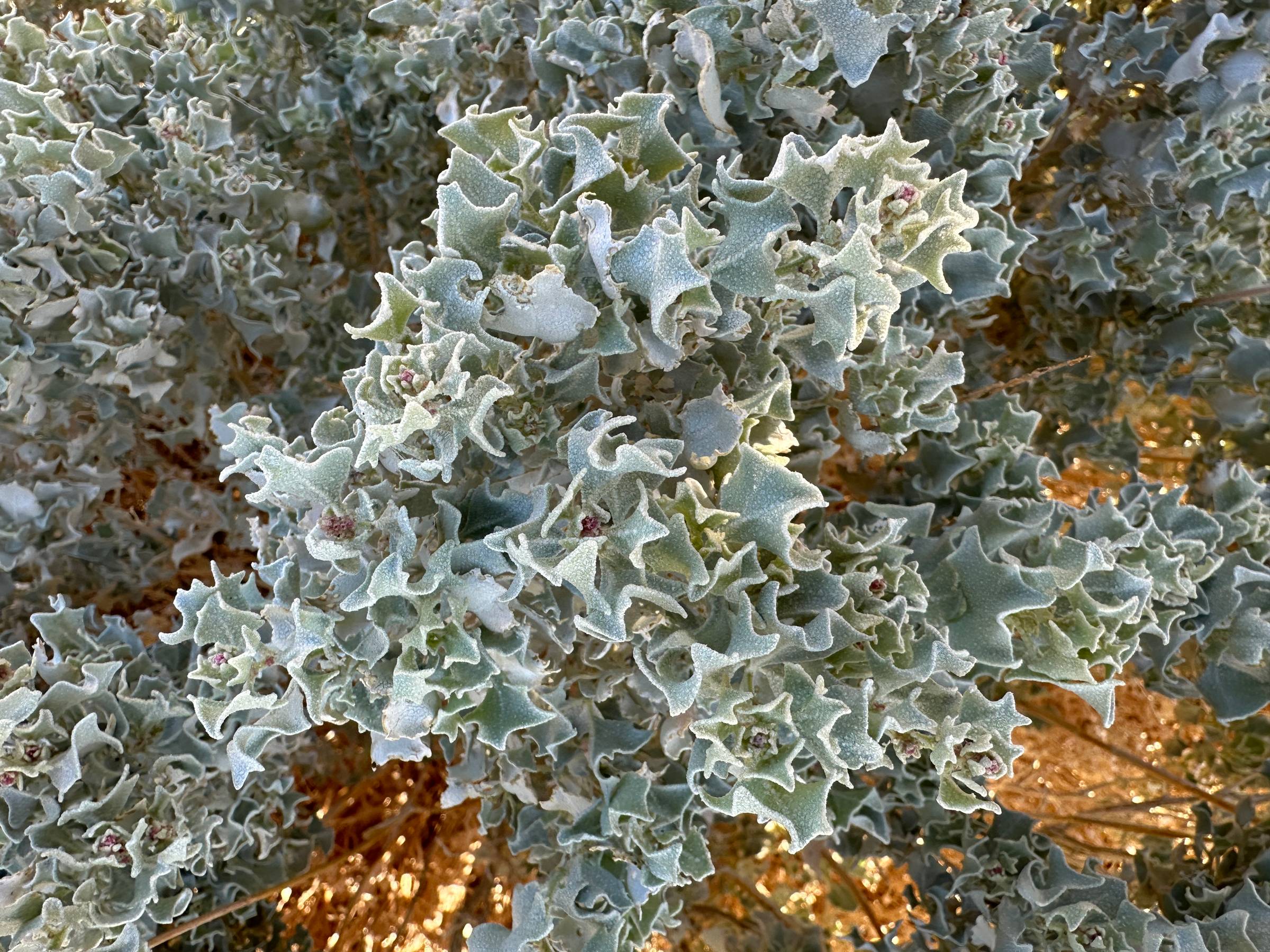 A close-up photo of desert holly leaves.