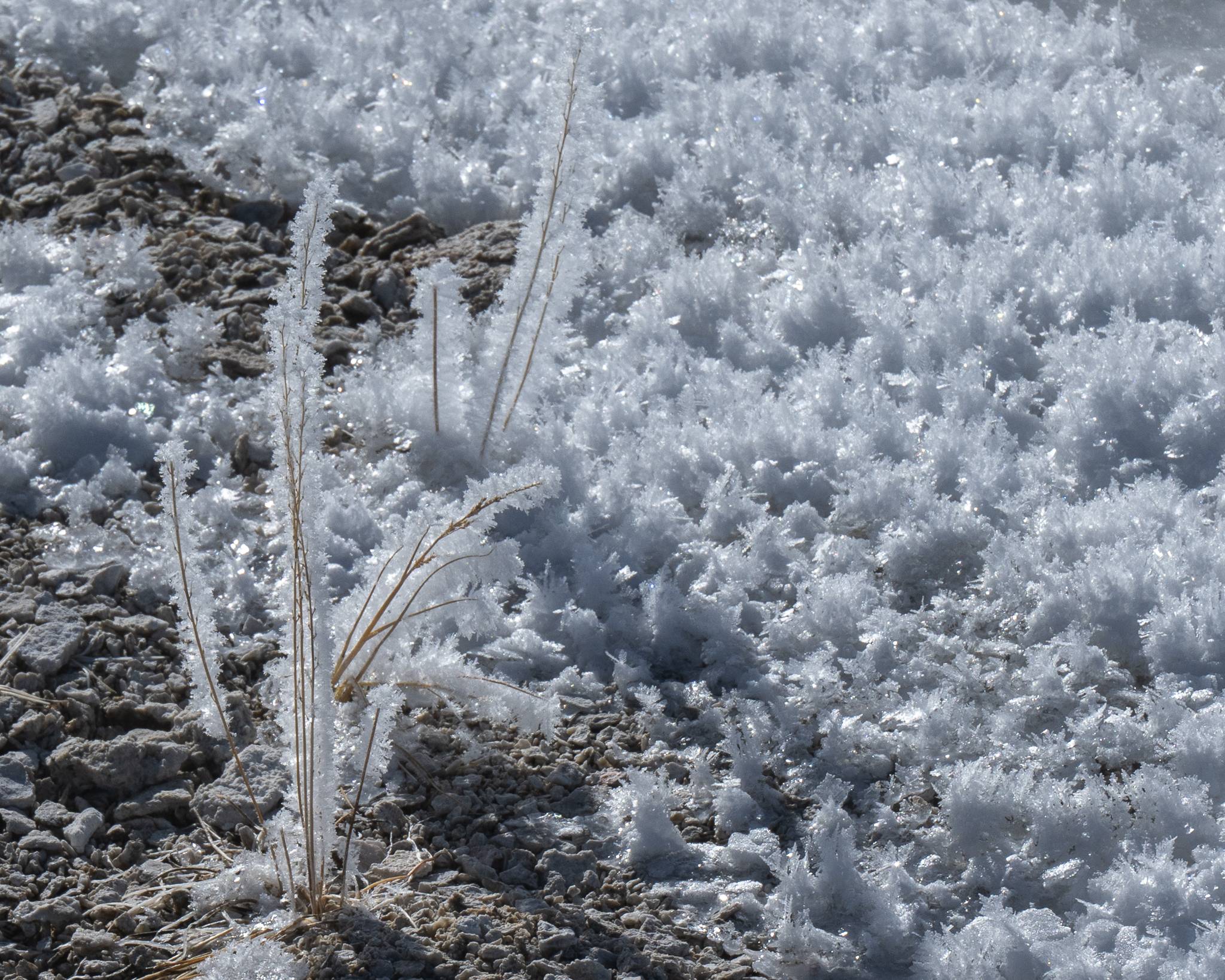 Close up photo of hoar frost on grass.