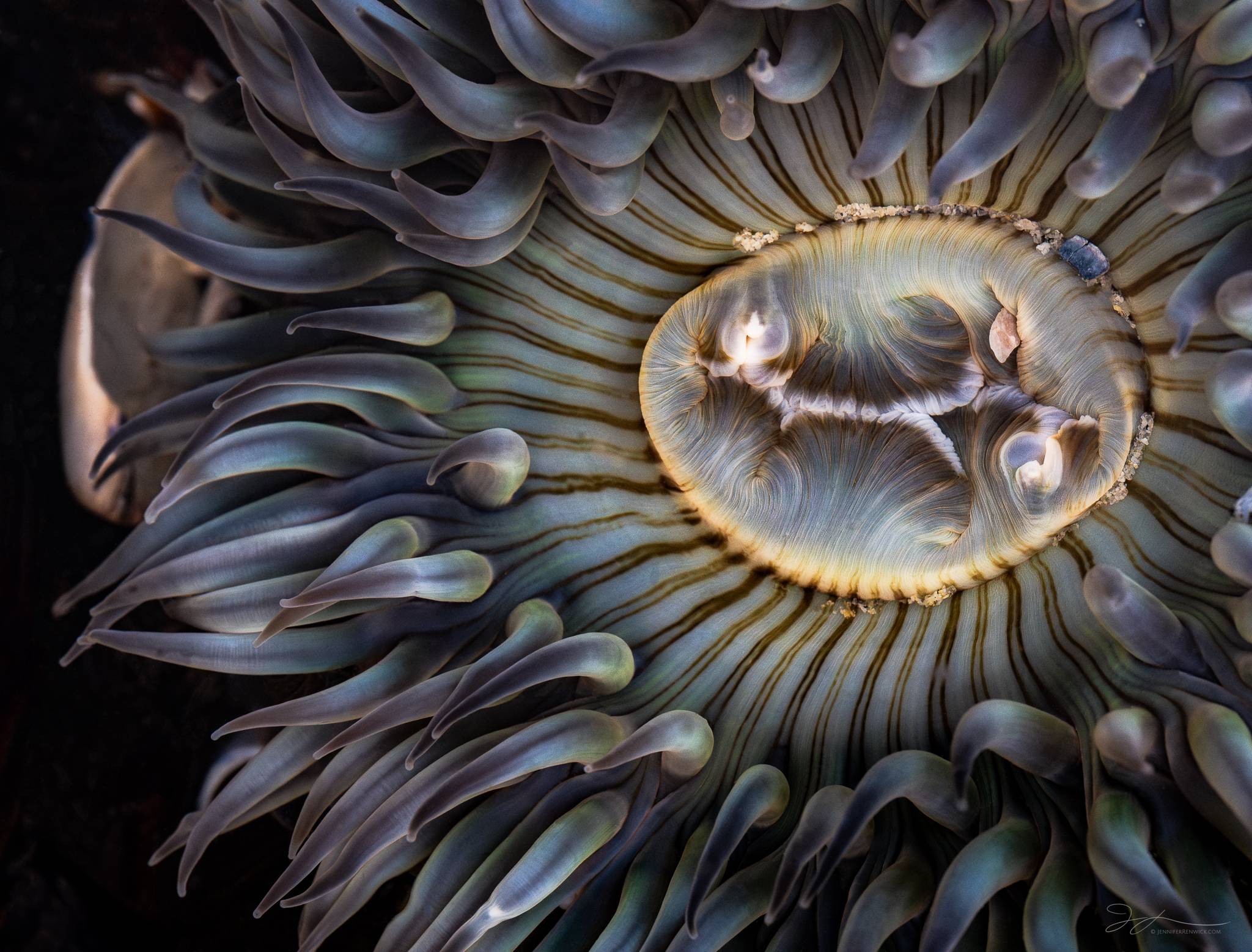 A close up photo of a sea anemone.