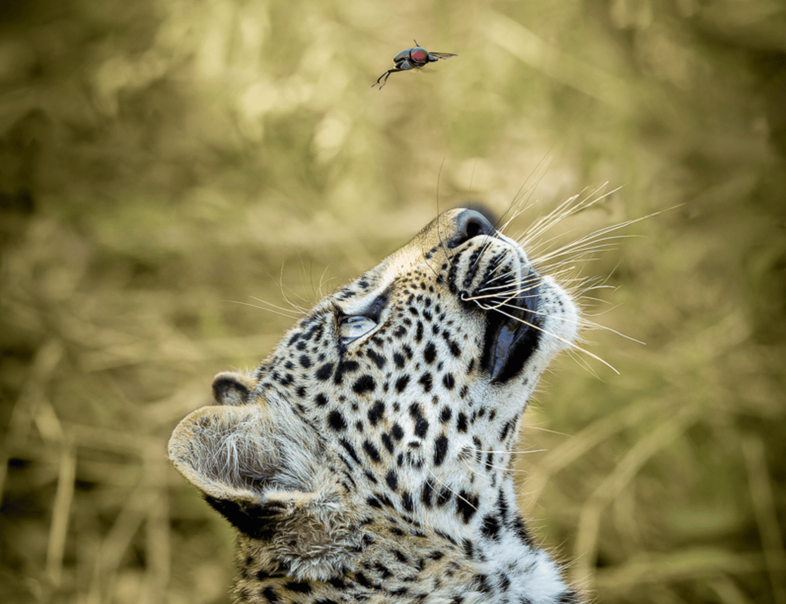 A leopard looks up at a flying insect above its head.