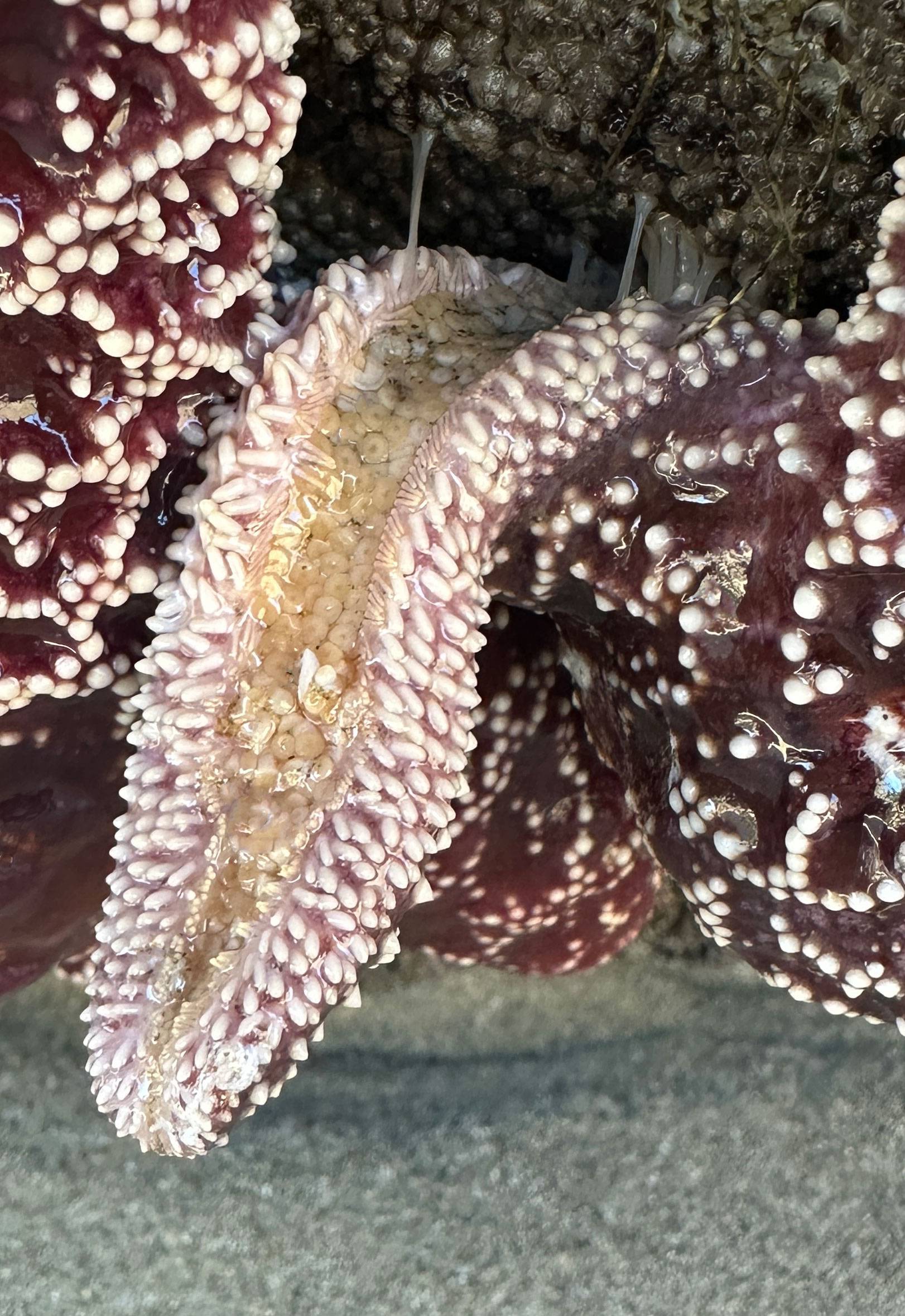 starfish with tube feet