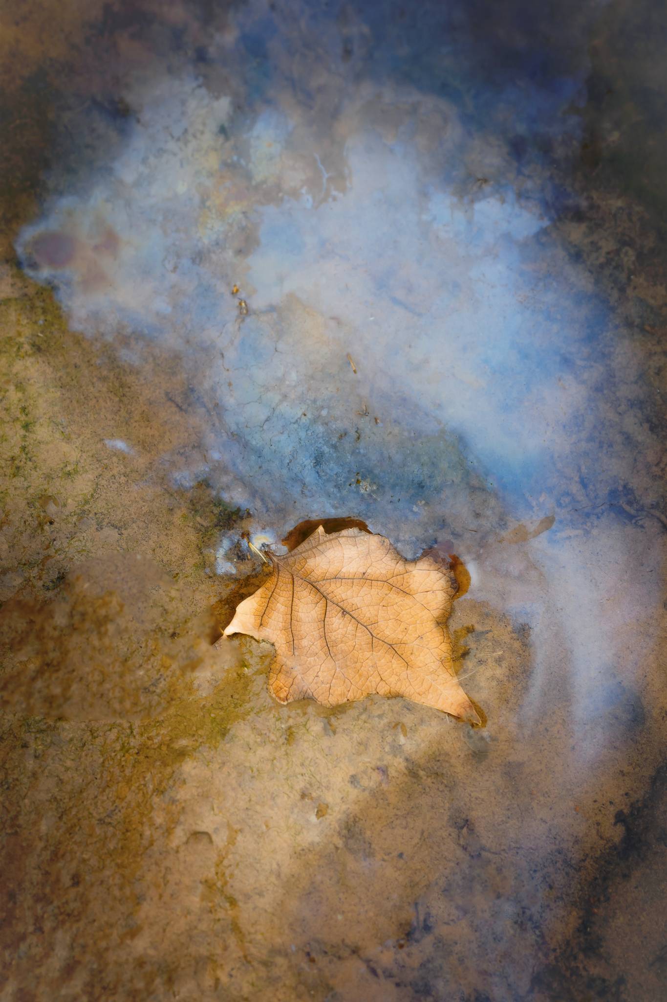 A cottonwood leaf sits in a puddle colored with natural oils.
