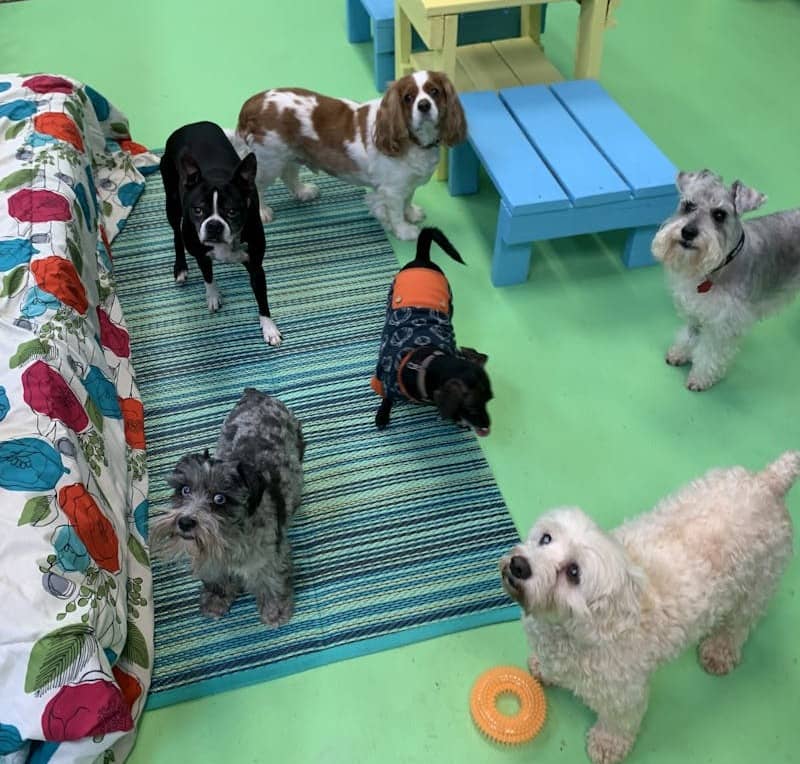 Dogs waiting for more friends