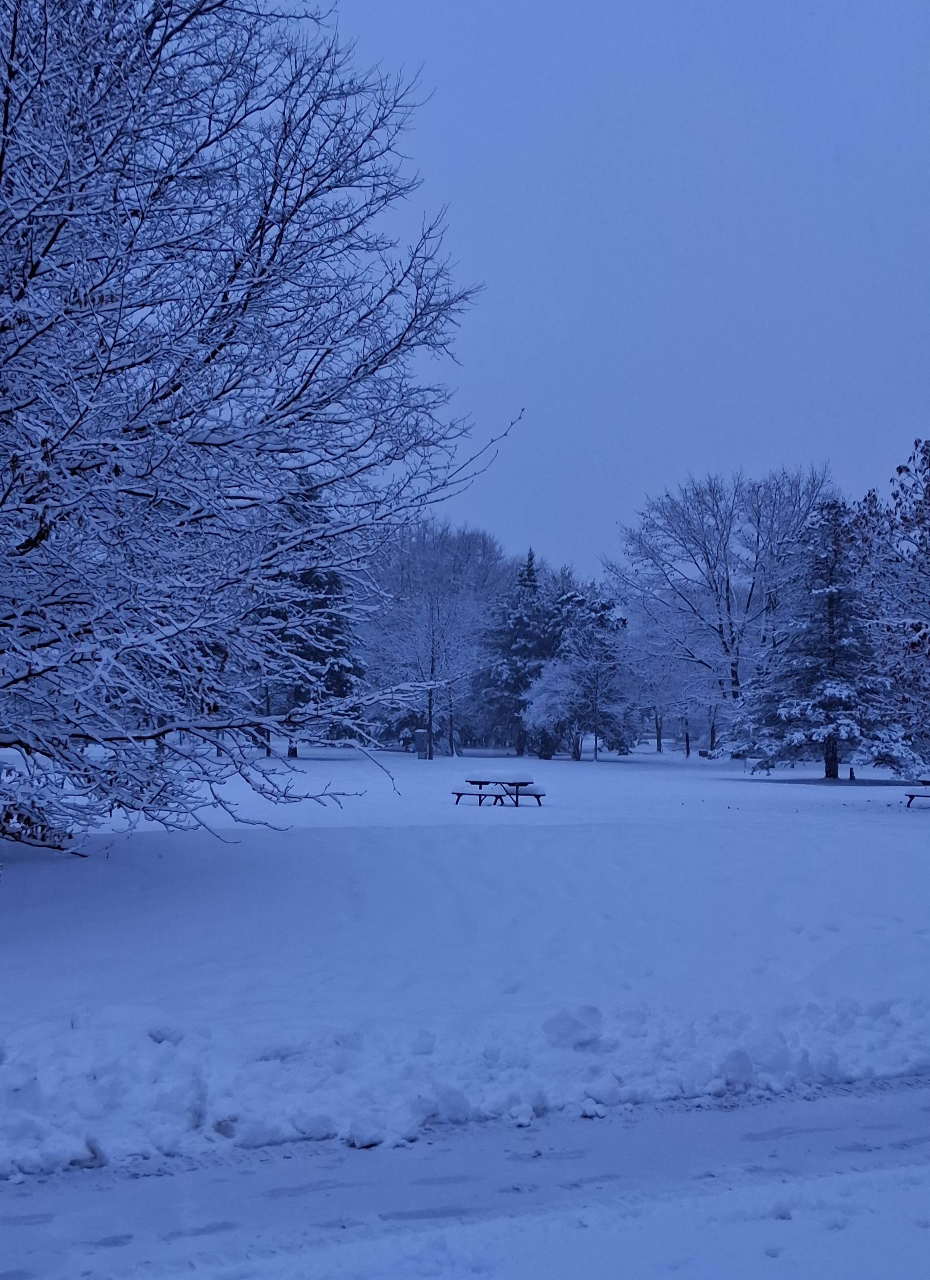 Snowy winter landscape in the park