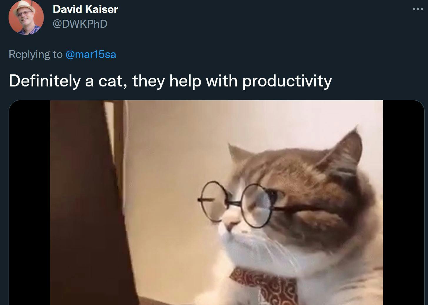Definitely a cat, they help with productivity
