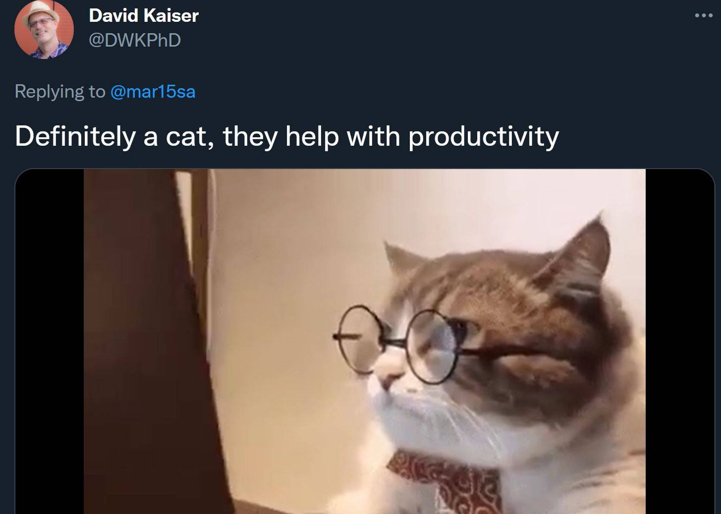 Definitely a cat, they help with productivity