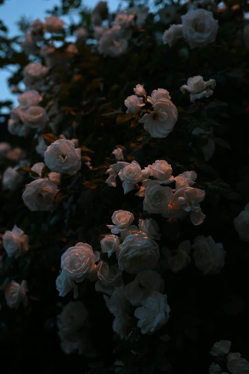 White roses bloom in a dark garden.