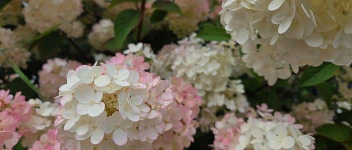 Soft pink and white hydrangea blooms surrounded by green leaves.