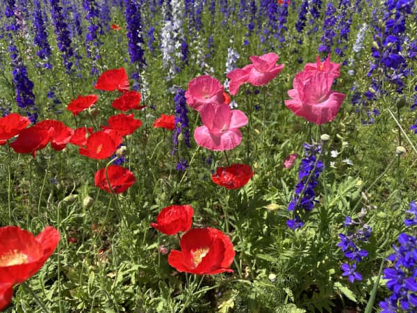 Poppies and larkspur growing in native Kentucky soil