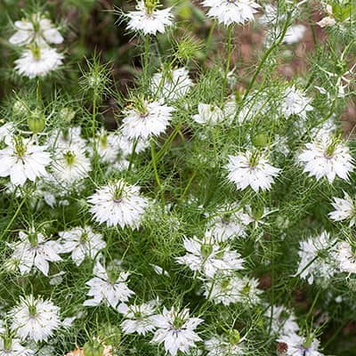 Photo of Love-in-a-Mist 'Alba' by Select Seeds