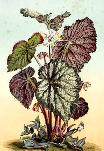 Botanical illustration of rex begonia