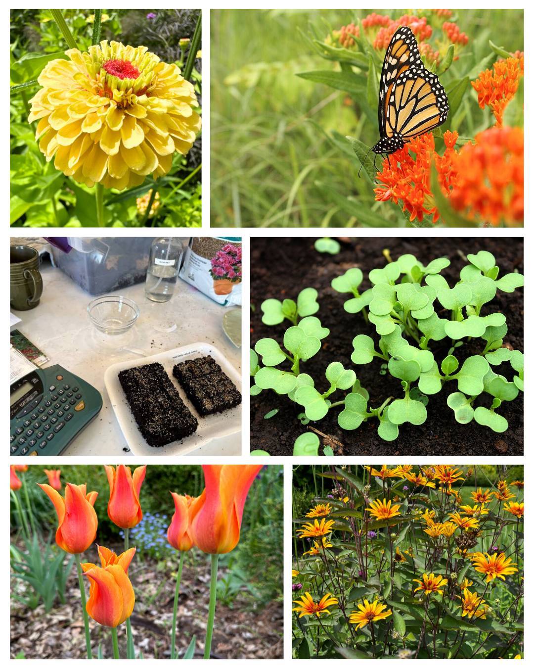 Photo collage showing a hot-colored color scheme