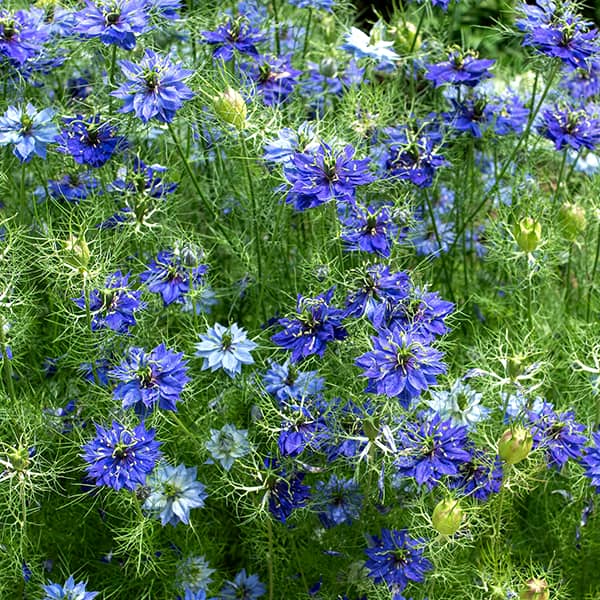 Nigella 'Persian Jewels'