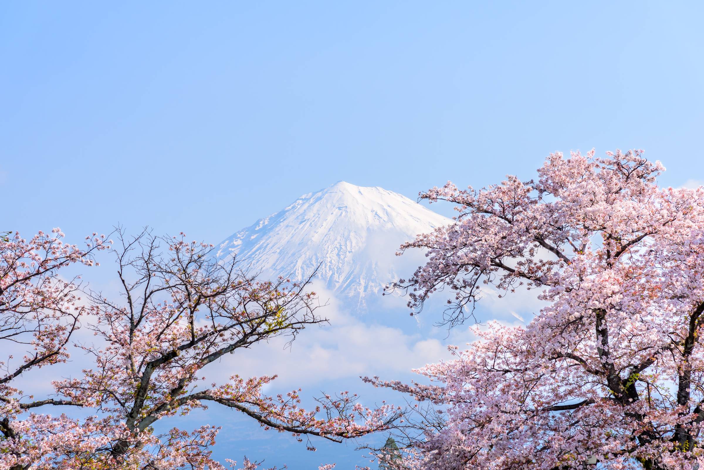 Fuji snowcapped mountain and cherry blossom sakura tree, Fuji san is the most famous vocano mountain in Japan. 